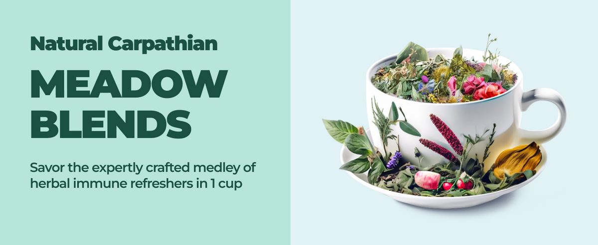 echinacea immune tea, echnecia immune support, elderberry immune support tea, elderberry immune,