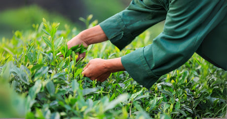 Why Japan Is Facing a Matcha Shortage in 2025